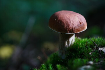 Levitating porcini mushrooms isolated on white background. Boletus mushrooms on a white background. Package design element.