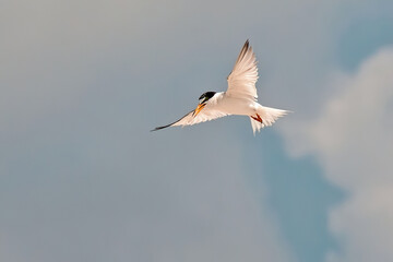 Common Tern Hovering While Looking for Food