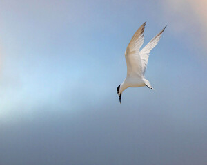 Common Tern Searching for Food