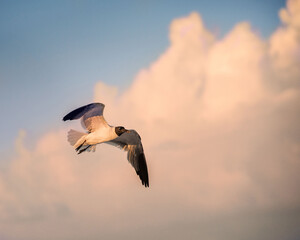 Laughing Gull in Flight