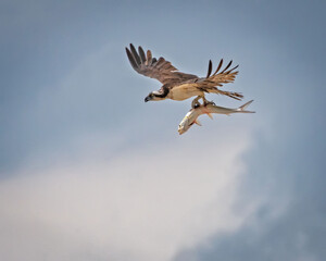 Osprey Flying with Pompano in Talons