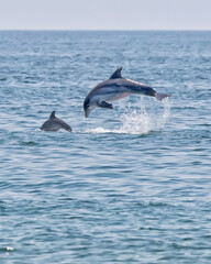 Fototapeta premium Porpoises Swimming and Jumping in the Gulf of Mexico