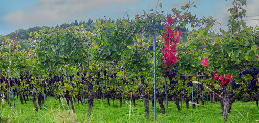 Sp&auml;tburgunder Reben mit roten Bl&auml;ttern