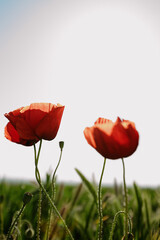 Obraz premium red poppy flower in the field