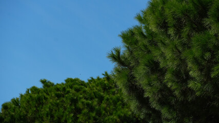 Obraz premium trees and sky