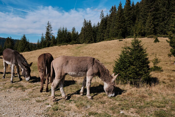 Three donkeys grazing in a grassy meadow, surrounded by a forest and a blue sky with clouds. A scenic nature scene.
