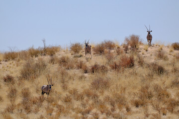 Three oryxes on a dune at the Kgalagadi national park, South Africa