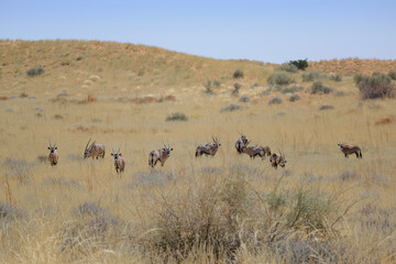 Herd of oryx in the desert at the Kgalagadi national park, South Africa