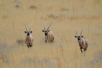 Fototapeta premium Three oryxes in the grassland at the Kgalagadi national park, South Africa