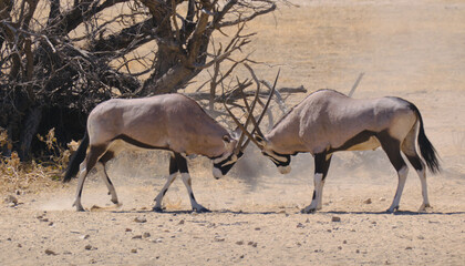 Two oryx bulls fighting at the Kgalagadi national park, South Africa