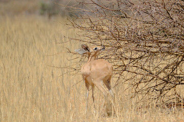 Young duiker eating from a tree at the Kgalagadi national park, South Africa