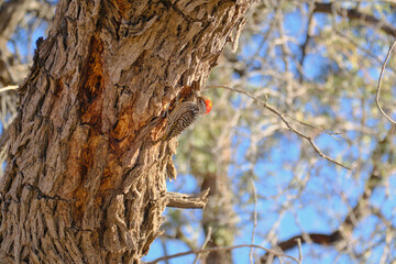 Male Cardinal Woodpecker making a nest on a tree, Kgalagadi national park, South Africa