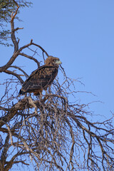 Tawny Eagle perched on a tree, Kgalagadi national park, South Africa