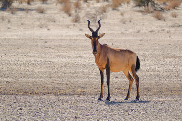 Tsessebe portrait in the desert at the Kgalagadi national park, South Africa