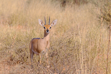 Duiker in a grassland at the Kgalagadi national park, South Africa