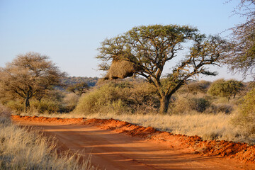 Sociable weaver nest, Mokala national park, South Africa