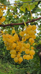 Wei&szlig;burgunder reif