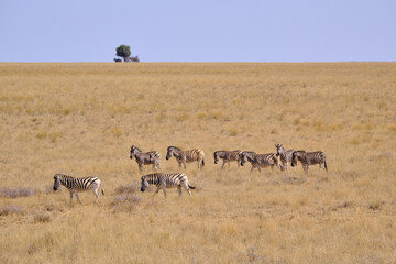 Herd of zebras walking on the savanna at Mokala national park, South Africa