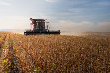 Obraz premium Harvesting combine in the wheat.