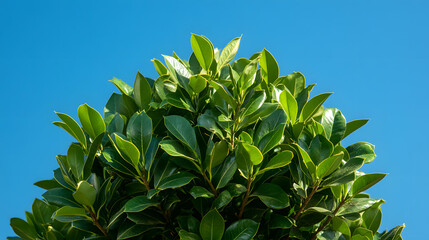 Obraz premium Large Holly Tree in a Residential Front Yard | Enhancing Curb Appeal and Seasonal Beauty