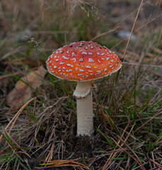 Close-Up of Vibrant Red Fly Agaric Mushroom in Natural Habitat
