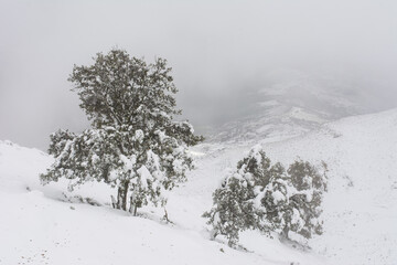 Winter snow mountain cabin panorama. Winter mountain snow forest tree. landscape mountain snow. Winter and cold Winter forest in Algeria, Jijel North Africa, snow covered trees and cold weather. Arabs