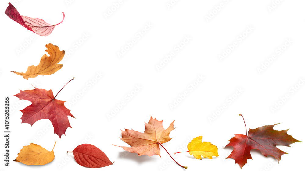 Poster a row of autumn leaves are falling from the sky on white. leaves are of different colors, including 