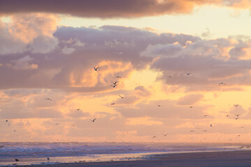 sunset at the beach with birds flying in the skye with clouds above the sea