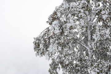 Winter snow mountain cabin panorama. Winter mountain snow forest tree. landscape mountain snow....