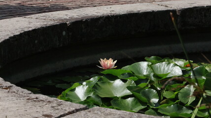 water lily in the pond