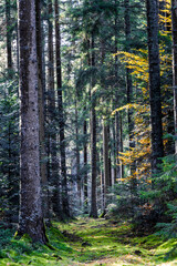 A Serene Forest Pathway that Sparkles with Glimmering Light and Inviting Atmosphere