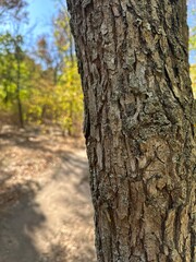 bark of a tree