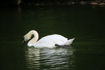 Naklejka premium A view of a Mute Swan at Slimbridge Nature Reserve