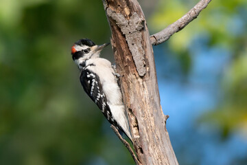 Hairy Woodpecker 01