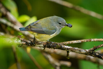 Black-sided or Bornean flowerpecker Dicaeum monticolum bird in Dicaeidae endemic to Borneo, found...