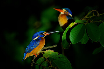 Blue-eared kingfisher Alcedo meninting bird found in Asia, in dense shaded forests, hunts in small streams, Adult males have an all dark bill while females have a reddish lower mandible