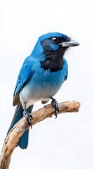 Azure Jay Bird Perched on a Branch on a White Background, Photo Realistic, Wallpaper, Cover and Screen for Smartphone, PC, Laptop, 9:16 and 16:9 Format