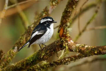 Little pied flycatcher Ficedula westermanni black and white bird in Muscicapidae, found in the...