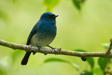 Indigo flycatcher Eumyias indigo blue bird in Muscicapidae, found in Indonesia and Malaysia, Sumatra, Java and Borneo in tropical moist submontane montane forests, green background
