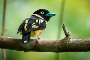 Black-and-yellow broadbill Eurylaimus ochromalus small bird black head, breastband, white neckband,...