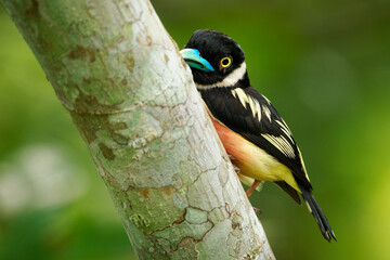 Black-and-yellow broadbill Eurylaimus ochromalus small bird black head, breastband, white neckband, yellow back and wings, vinous-pink underparts, bright blue beak, native to Indonesia, Malaysia.