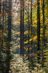 A Serene Autumn Forest with Gentle Sunlight Filtering Beautifully Through the Trees