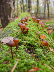 Fototapety na wymiar - Fototapeta24.pl