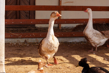 Geese flock strolling around a pen in a serene farm setting, harmonious scene.