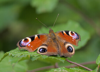 Less spiky European peacock on bramble