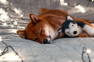 Red dog siba inu on the bed with Christmas garland. New Year lights around the cute dog. New Year's card with a dog. Toy dog hugging
