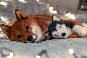 Red dog siba inu on the bed with Christmas garland. New Year lights around the cute dog. New Year's card with a dog. Toy dog hugging