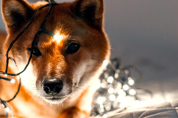 Red dog siba inu on the bed with Christmas garland. New Year lights around the cute dog. New Year's card with a dog. 