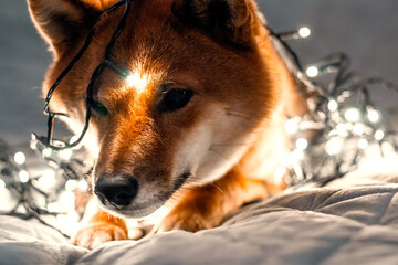 Red dog siba inu on the bed with Christmas garland. New Year lights around the cute dog. New Year's card with a dog. 