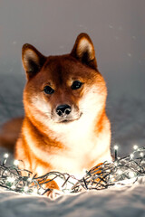 Red dog siba inu on the bed with Christmas garland. New Year lights around the cute dog. New Year's card with a dog. 